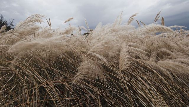 Swaying pampas and ornamental grasses with feathery plumes bending in strong coastal wind