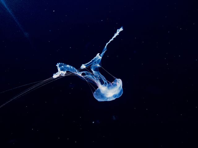 Luminous Jellyfish Floating in Dark Ocean - Download Free Stock Photos Pikwizard.com