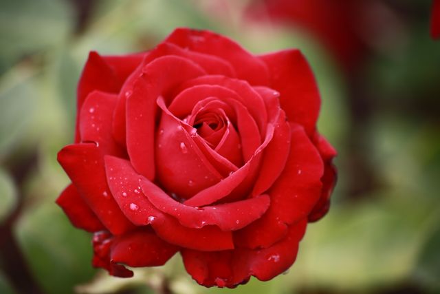 This vibrant red rose with water droplets captures the essence of beauty and natural elegance. Perfect for use in floral designs, romantic cards, advertisements for floral products, or botanical websites. May also be used as a background image or in nature-focused content.