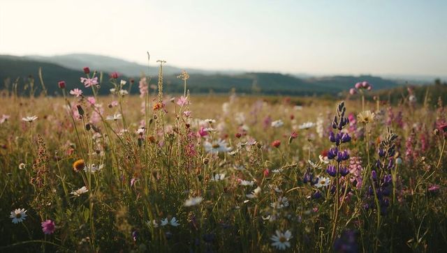 Sunlit wildflower meadow at golden hour with daisies, lupine and rolling hills