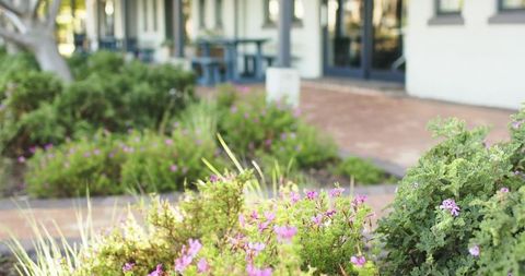 Sunlit pink flowering shrubs blooming along brick walkway in tranquil courtyard garden