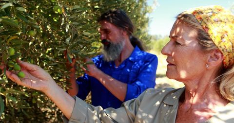 Couple Harvesting Olives in Orchard with Care