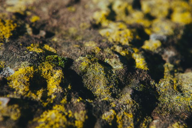 Close-Up of Moss on Rock Surface with Natural Texture and Rich Colors - Download Free Stock Photos Pikwizard.com