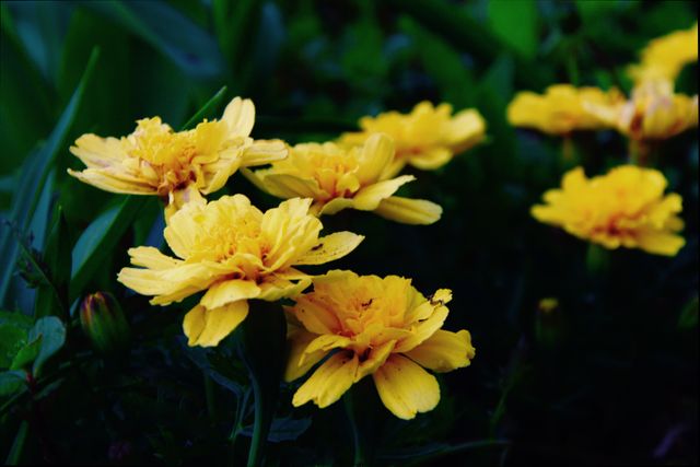 Vibrant Yellow Marigold Flowers in Lush Greenery - Download Free Stock Photos Pikwizard.com