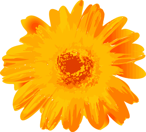 Transparent vibrant yellow orange gerbera daisy illustration