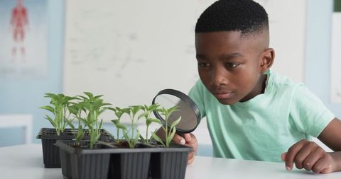 African american boy examining seedlings with magnifying glass in classroom science activity
