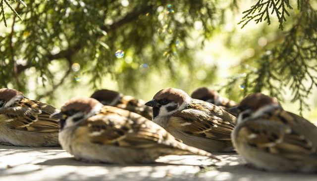 Resting sparrows sheltering under evergreen canopy with warm sunlight bokeh and tranquil mood
