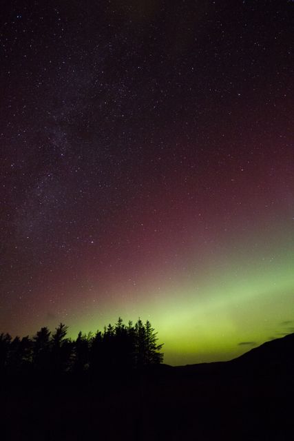 Northern Lights Illuminating Starry Night Sky Over Pine Trees - Download Free Stock Photos Pikwizard.com