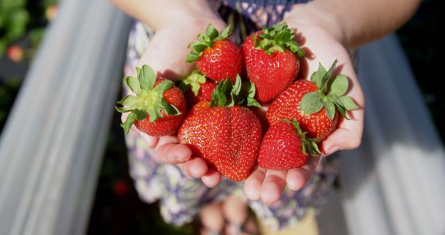 Hands Holding Fresh Strawberries Outdoors - Download Free Stock Images Pikwizard.com