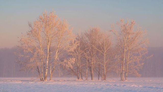 Frost-covered birch grove bathing in warm sunrise light over snow-covered field