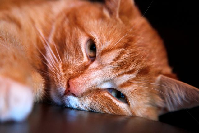 Ginger cat lying down with a relaxed expression, close-up portrait of a domestic feline. Ideal for pet care advertisements, animal blogs, feline magazine covers, or veterinary websites.