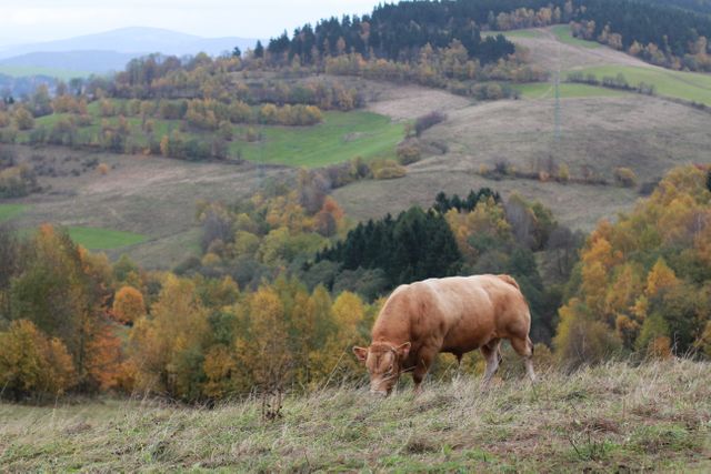 Cow grazing on a grassy hillside with autumn foliage and rolling hills in the background. This pastoral scene captures the essence of rural farm life and the beauty of nature during fall. Perfect for promoting agricultural tourism, farm-centric educational materials, or autumn-themed marketing campaigns.