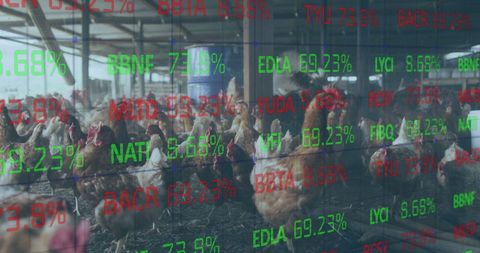 Financial data projection on chicken farm