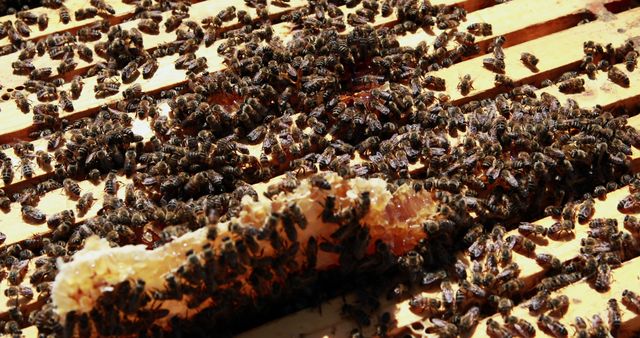 Closeup of Bees on a Hive Producing Honey - Download Free Stock Images Pikwizard.com