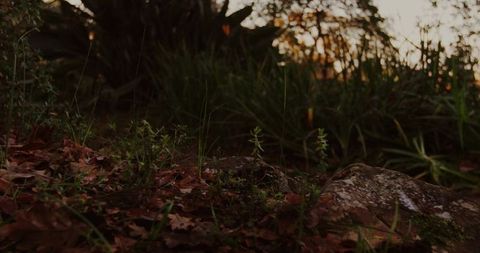 Moss-Covered Rock Amidst Leafy Forest Ground