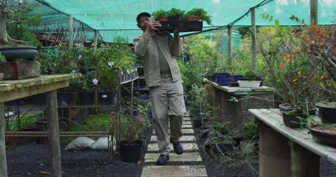 Gardener Carrying Box with Seedlings in Bonsai Nursery