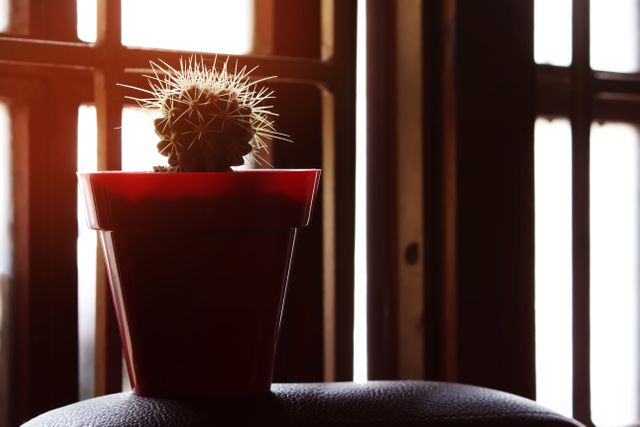 Cactus plant in red pot sitting on windowsill, bathed in soft morning sunlight. Perfect for themes related to interior decoration, houseplants, minimalism, or natural lighting. Ideal for use in articles, blogs, or advertisements promoting home decor, gardening, or relaxing environments.