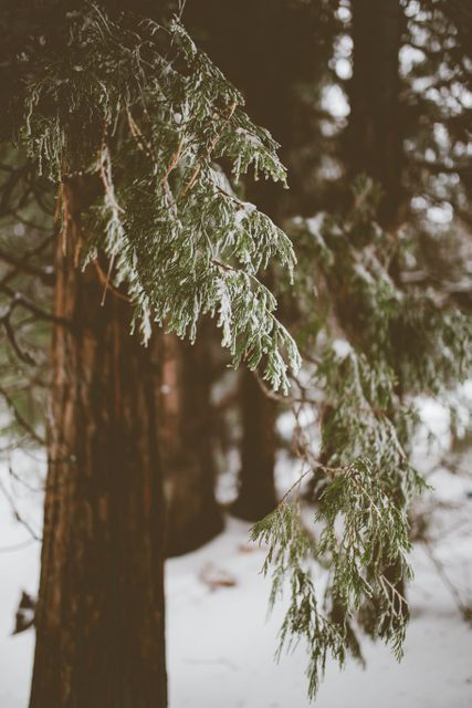 Snow-Covered Pine Tree Branches in Winter Forest - Download Free Stock Photos Pikwizard.com