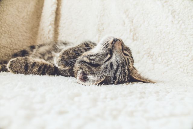 Tabby kitten sleeping on a soft, plush blanket. Perfect for illustrating relaxation, peace, and comfort. Ideal for use in pet care promotions, sleep product advertisements, and social media posts celebrating pets.