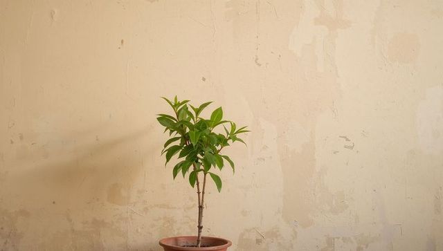 Minimalist indoor sapling standing in terracotta pot against peeling beige plaster wall