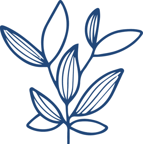 Elegant Botanical Branch Line Art on Transparent Background - Download Free Stock Videos Pikwizard.com