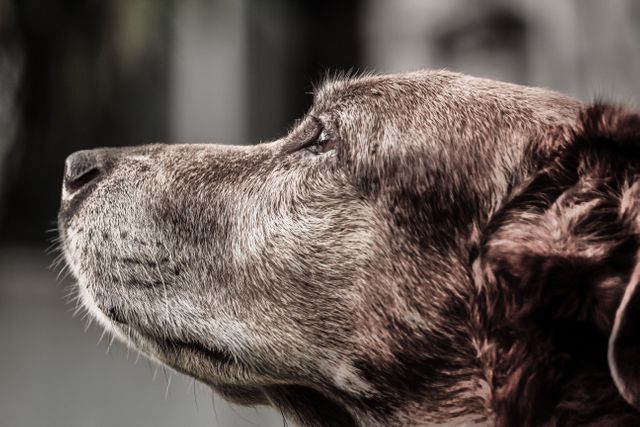 Close-up profile of an aging dog, fur graying and face expressing calmness and wisdom. Perfect for use in themes related to pets, aging, loyalty, and emotional bonds with animals. Ideal for websites, pet care brochures, and advertising campaigns highlighting the companionship and love shared with dogs.