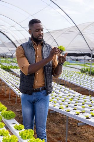 Farmer inspecting hydroponic lettuce in modern greenhouse