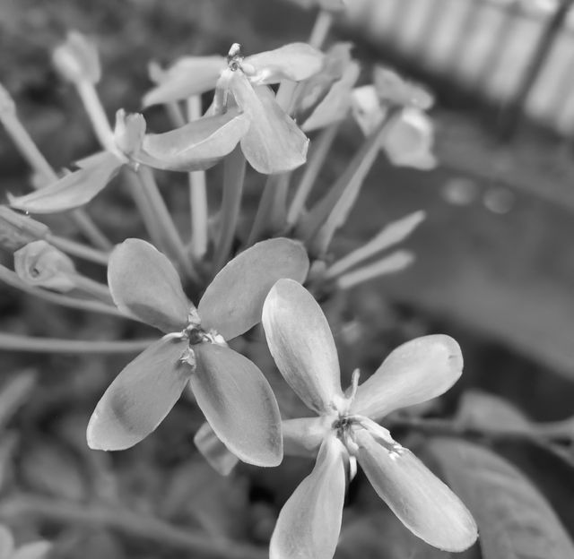 Close up of black and white flowers on blurred background. Nature, harmony and flower concept.