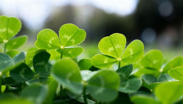 Backlit clover leaves glowing in spring meadow macro with soft bokeh and green texture