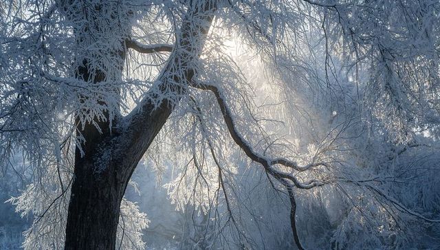 Hoarfrost-laced tree backlit by golden sunbeams in icy winter woodland
