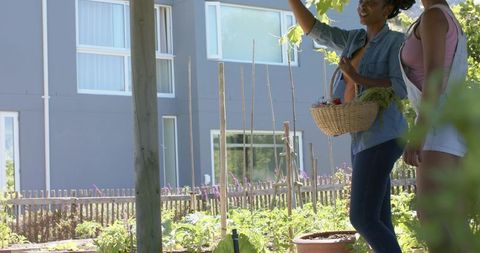African american mom and teen picking fresh greens in urban community garden with basket