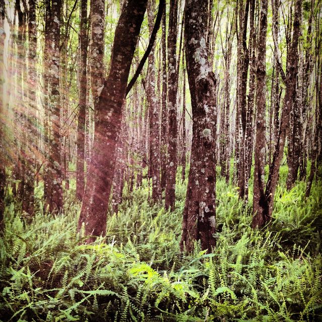 Sunlight Filtering Through Trees in Verdant Forest - Download Free Stock Photos Pikwizard.com