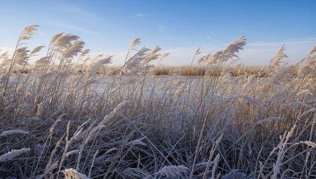 Frost-coated marsh grasses catching golden morning light over frozen wetland horizon