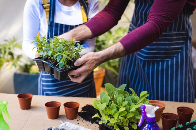 This image shows a couple engaged in gardening at home, holding small potted plants and wearing aprons. Ideal for use in articles or advertisements related to home gardening, lifestyle blogs, relationship activities, indoor plant care, and eco-friendly hobbies.