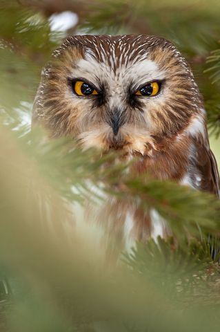 Northern saw-whet owl amidst lush green foliage