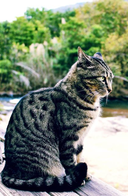 Tabby cat with striped fur and green eyes sitting on a wooden surface outdoors. Background includes a river and greenery. Can be used for promoting pet care products, nature-related campaigns, or articles about calm and serene outdoor lifestyles.