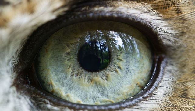 Macro cat eye reflection showing forest silhouette and tear film detail in green iris