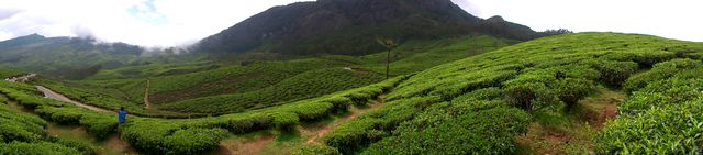 This scenic panoramic view of lush green tea plantations with a breathtaking mountain backdrop is perfect for depicting natural beauty and agricultural settings. Ideal for travel brochures, nature conservation websites, and environmental awareness campaigns, this image highlights the serenity and freshness of rural landscapes.