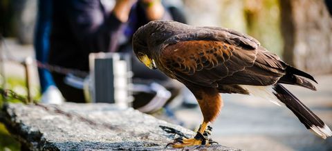 Harris's hawk perched on stone wall in urban environment