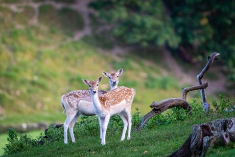 Two Graceful Fawns Standing in Serene Meadow