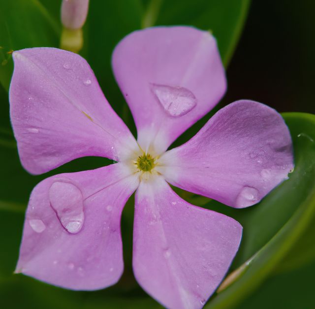 Capturing the vibrant details of a pink periwinkle flower, this image focuses on its delicate petals adorned with water droplets. Ideal for use in gardening blogs, floral catalogs, and natural beauty campaigns.
