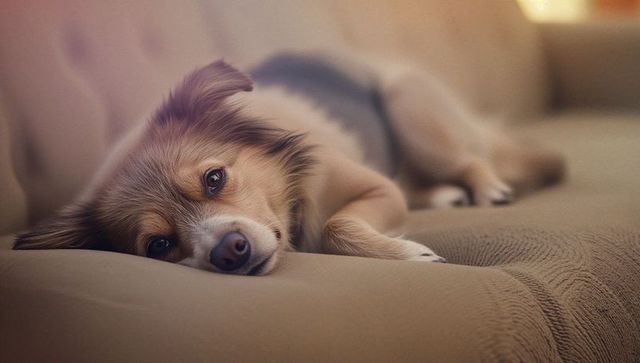 Long-Haired Dog Relaxing on Beige Tufted Couch in Cozy Living Room