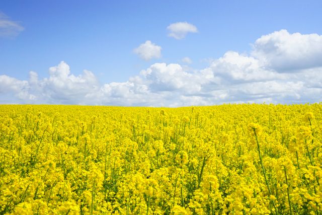 This image shows a vast field covered with bright yellow flowers, likely rapeseed, under a clear blue sky sprinkled with white, fluffy clouds. It can be used for promoting travel destinations, nature-related content, seasonal campaigns, and agricultural or environmental magazines.