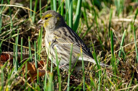 Vibrant canary bird in wild grass background