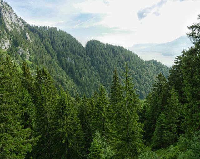 Dense evergreen forest covering mountainous terrain under cloudy sky. Ideal for nature tourism, outdoor activities, environmental conservation, and travel promotions. Perfect for illustrating adventures in mountainous regions and picturesque natural scenes.