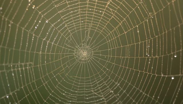 Glistening orb web with dew drops, macro closeup of radial silk lacework