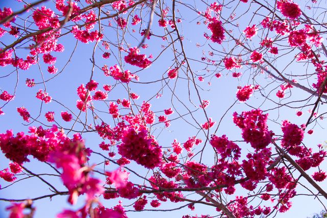Vibrant Pink Blossoms against Clear Blue Sky - Download Free Stock Photos Pikwizard.com