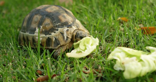 Tortoise enjoys fresh lettuce while nestled on a grassy lawn in open nature. Ideal for use in projects related to wildlife, outdoor activities, pet care, nature awareness, and animal behavior studies.