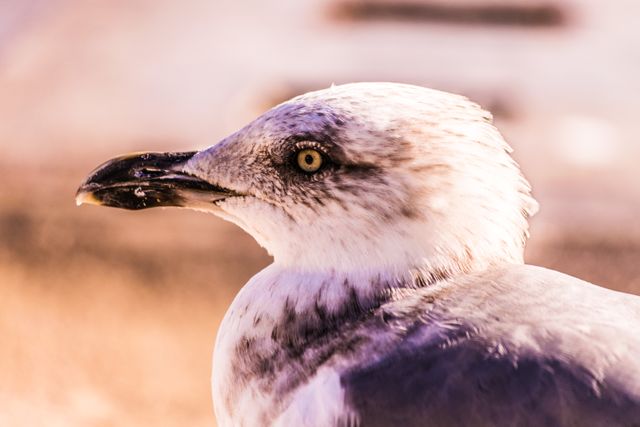 Detailed close-up of a seagull's head bathed in warm sunlight, emphasizing texture and details of feathers and beak. Perfect for use in wildlife documentaries, birdwatching promotions, nature articles, educational materials about birds, and artistic prints.