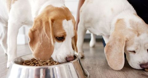 Beagles Enjoying Meal in Sunlit Kitchen Environment - Download Free Stock Images Pikwizard.com
